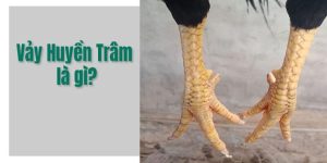 Giới thiệu tổng quan vảy gà Huyền Trâm