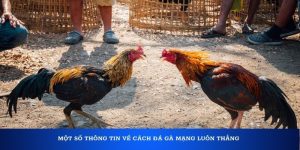 Một số thông tin về cách đá gà mạng luôn thắng